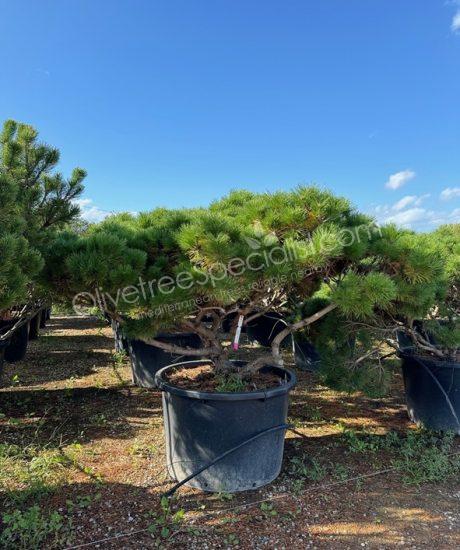 Pinus mugo 'Mughus' - Ball shape pine