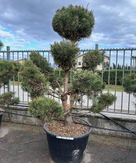 Pinus nigra Bonsai
