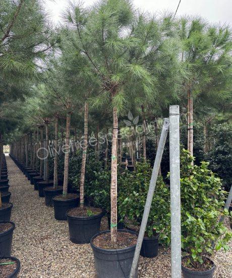 Pinus pinea - Stone pine