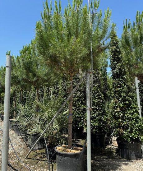 Pinus pinea - Stone pine
