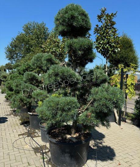 Pinus sylvestris bonsai