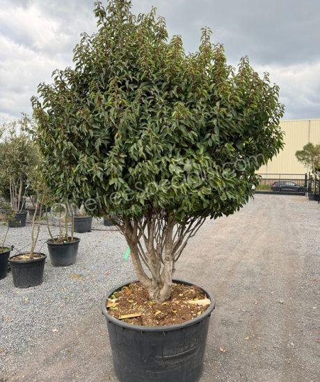 Multi-stemmed Prunus lusitanica 'Angustifolia' - Portugal laurel