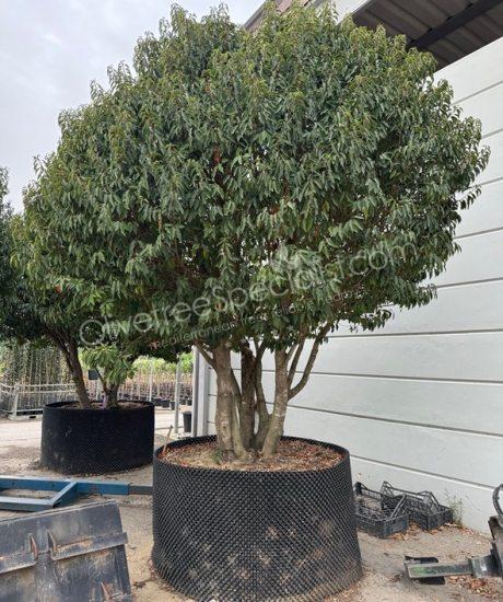 Multi-stemmed Prunus lusitanica 'Angustifolia' - Portugal laurel