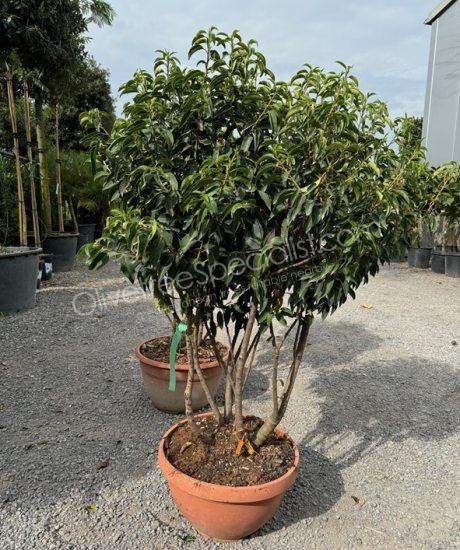 Multi-stemmed Prunus lusitanica 'Angustifolia' - Portugal laurel