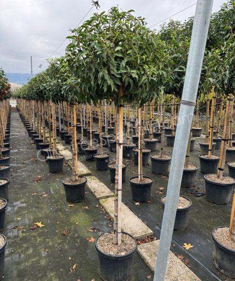 Prunus lusitanica 'Angustifolia' - Portugal laurel