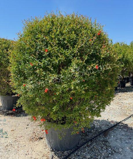 Pomegranate tree - Punica granatum