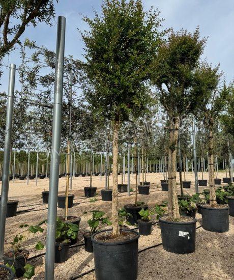 Pomegranate tree 'Forma Toscana' - Punica granatum