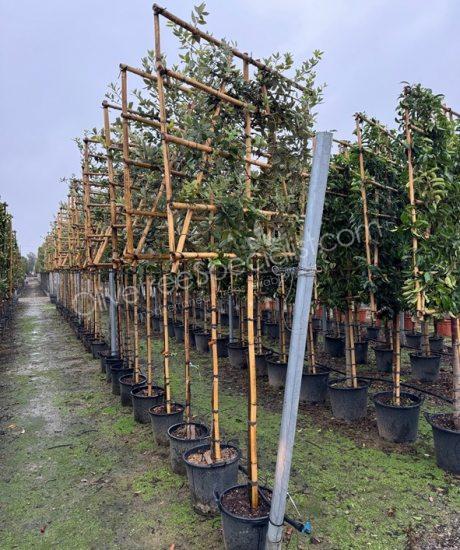 Quercus ilex espalier Holm oak