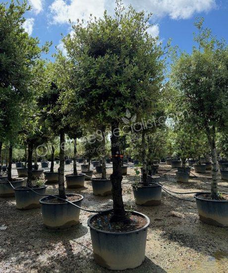 Holm oak 3/4 standard Quercus ilex