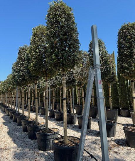 Quercus ilex High standard Holm oak