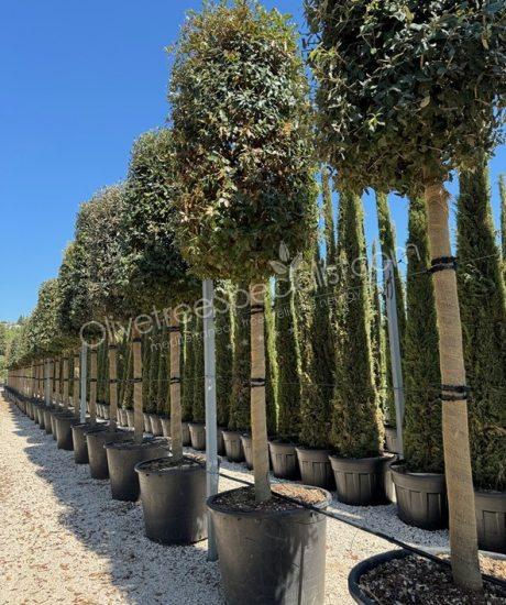 Quercus ilex Holm oak cylinder crown