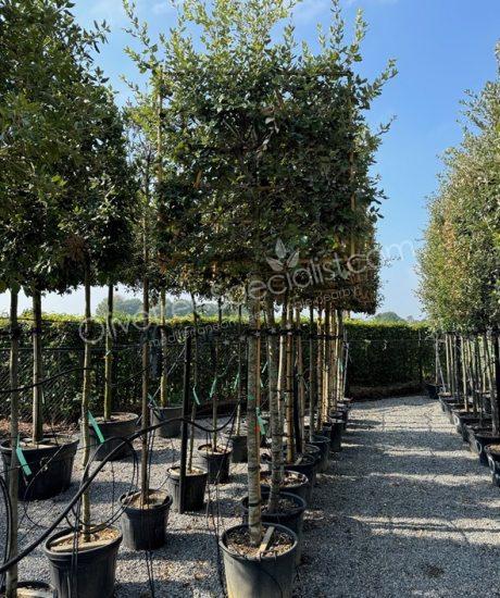 buy a Quercus ilex Pleached Holm oak