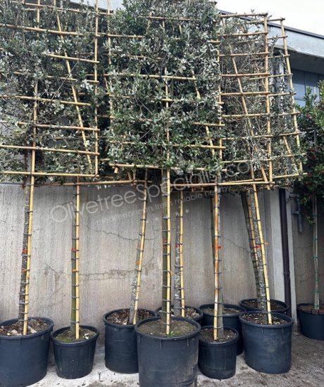 Buy a Quercus ilex Pleached Holm oak