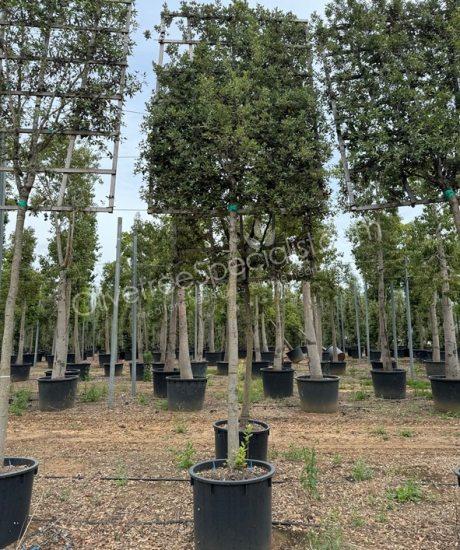 Quercus ilex Pleached Holm oak