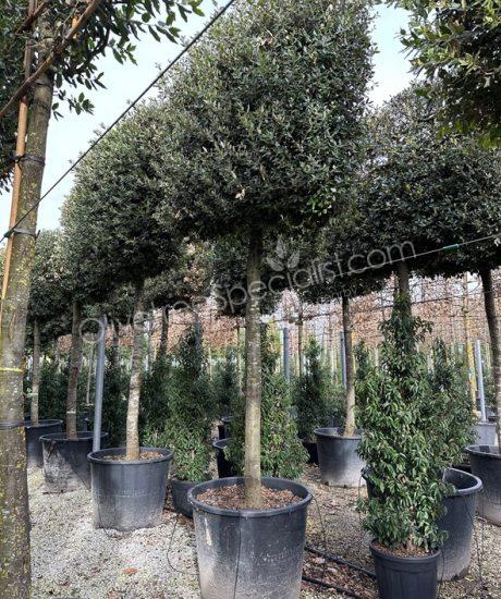 Buy a Quercus ilex Pleached Holm oak