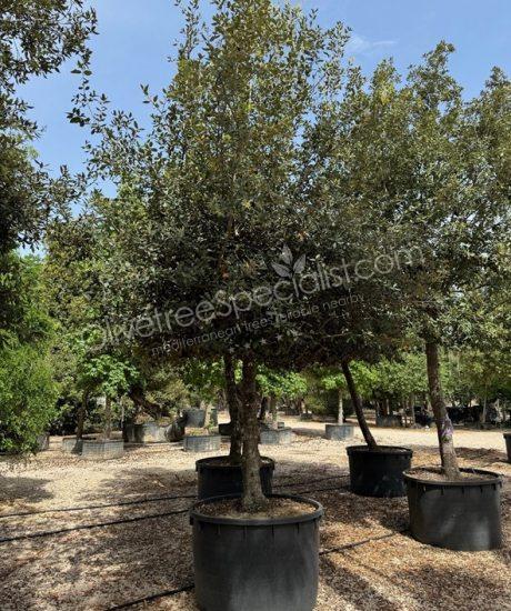Holm oak high standard naturally formed espalier Quercus ilex