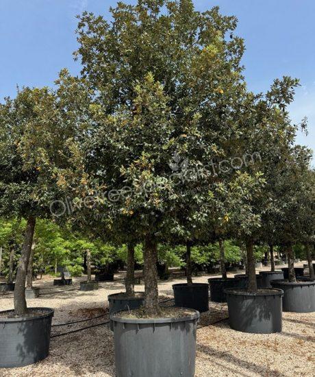 Holm oak high standard naturally formed espalier Quercus ilex