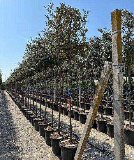 Holm oak high standard naturally formed espalier Quercus ilex