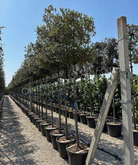 Holm oak high standard naturally formed espalier Quercus ilex