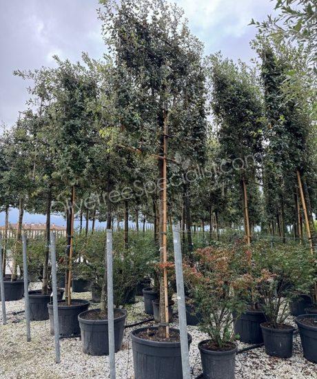 buy a Quercus ilex Pleached Holm oak
