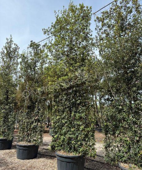 Buy a quercus ilex espalier holm oak
