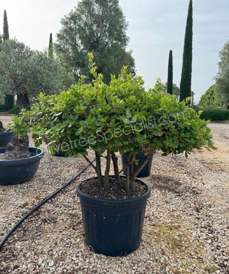 Holm oak Multi-stemmed quercus ilex