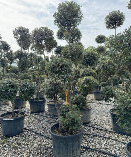 Quercus ilex pom-pom Holm oak