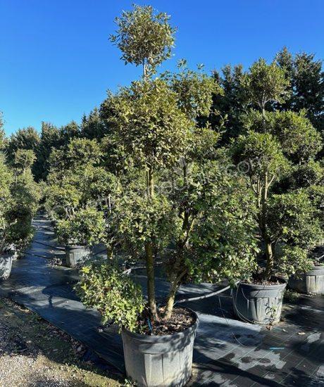 Quercus ilex pom-pom Holm oak