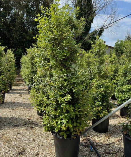 Holm oak columnar shape Quercus ilex