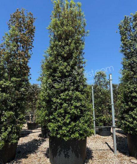 Holm oak columnar shape Quercus ilex