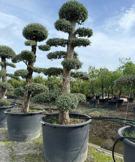 Quercus suber bonsai Cork oak