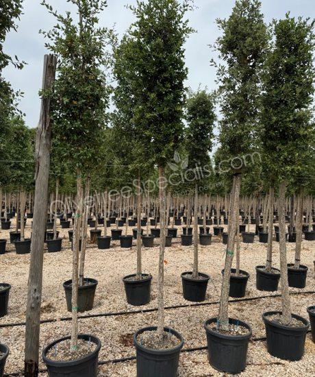 Cork oak High stem quercus suber