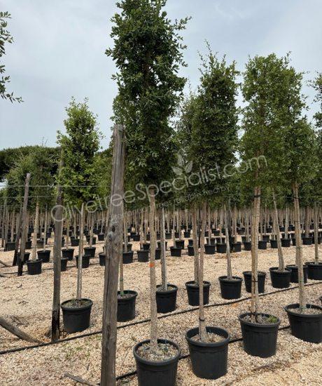 Cork oak High stem quercus suber