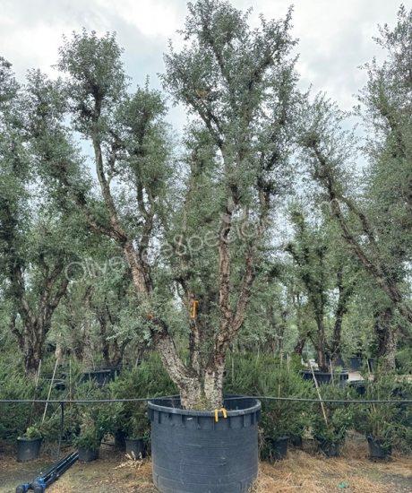 Cork oak multi-stemmed quercus