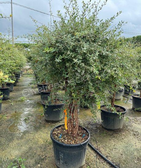 Quercus suber Cork oak multi-stemmed with umbrella crown