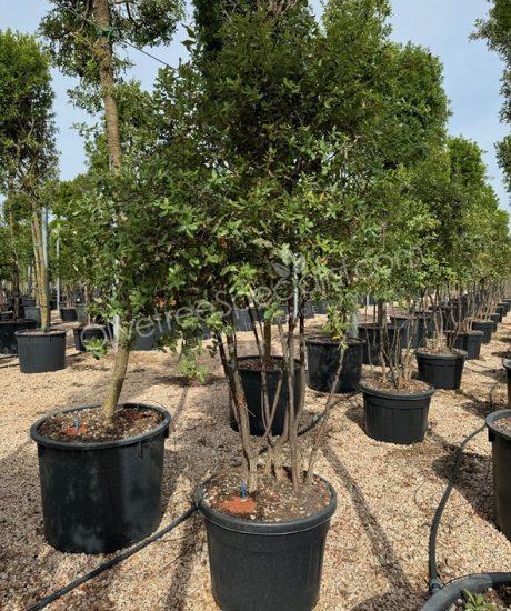 Buy a Quercus suber Cork oak multi-stemmed 