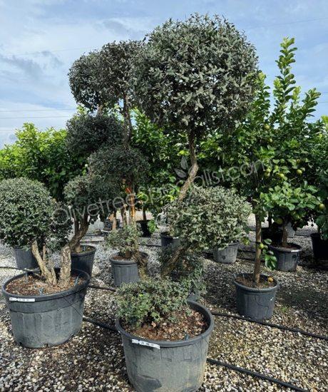 quercus suber pom-pom Cork oak