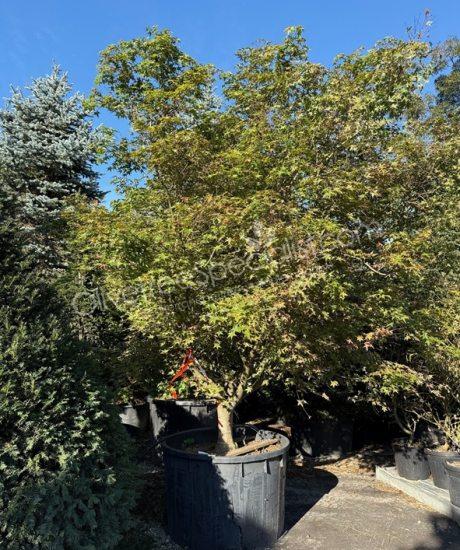 Acer palmatum 'Viride' - Japanese Maple