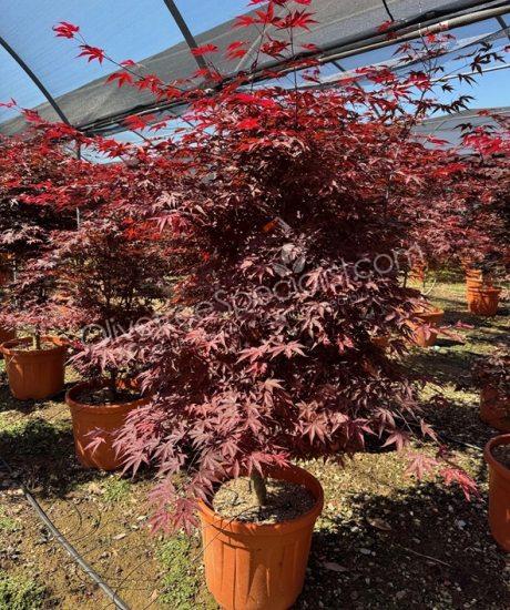 Buy a Acer palmatum 'Bloodgood' - Japanese Maple