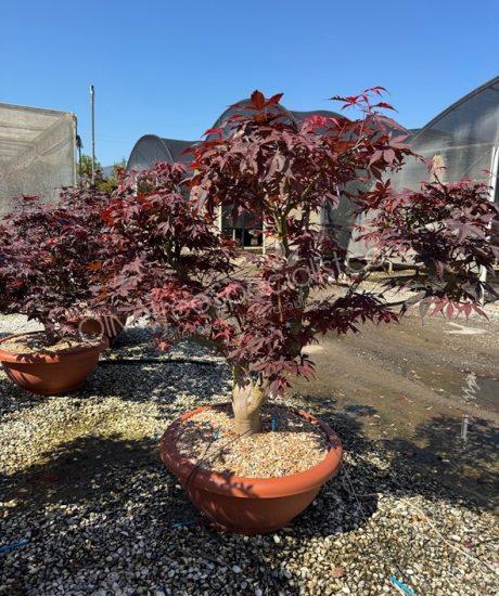 Acer palmatum 'Bloodgood' - Japanese Maple