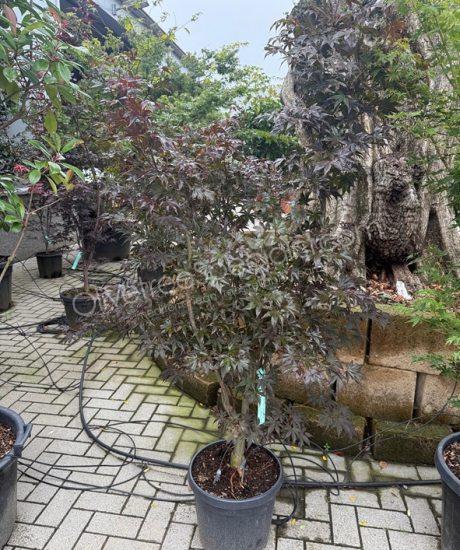 Buy a Acer palmatum 'Bloodgood' - Japanese Maple