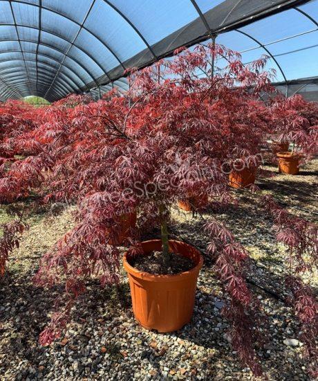 Acer palmatum dissectum 'Inaba Shidare' - Japanese Maple