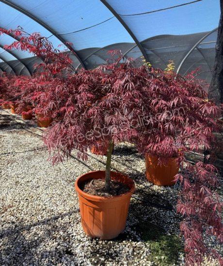 Acer palmatum dissectum 'Inaba Shidare' - Japanese Maple