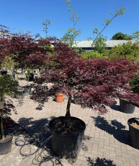 Acer palmatum dissectum 'Inaba Shidare' - Japanese Maple
