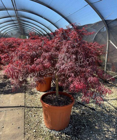 Acer palmatum dissectum 'Inaba Shidare' - Japanese Maple