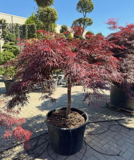 Acer palmatum dissectum 'Inaba Shidare' - Japanese Maple