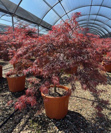 Acer palmatum dissectum 'Inaba Shidare' - Japanese Maple