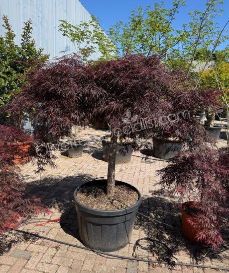 Acer palmatum dissectum 'Inaba Shidare' - Japanese Maple