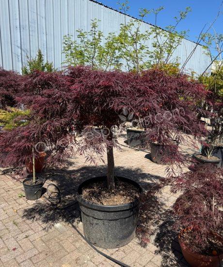 Acer palmatum dissectum 'Inaba Shidare' - Japanese Maple