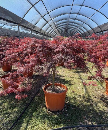 Acer palmatum dissectum 'Inaba Shidare' - Japanese Maple